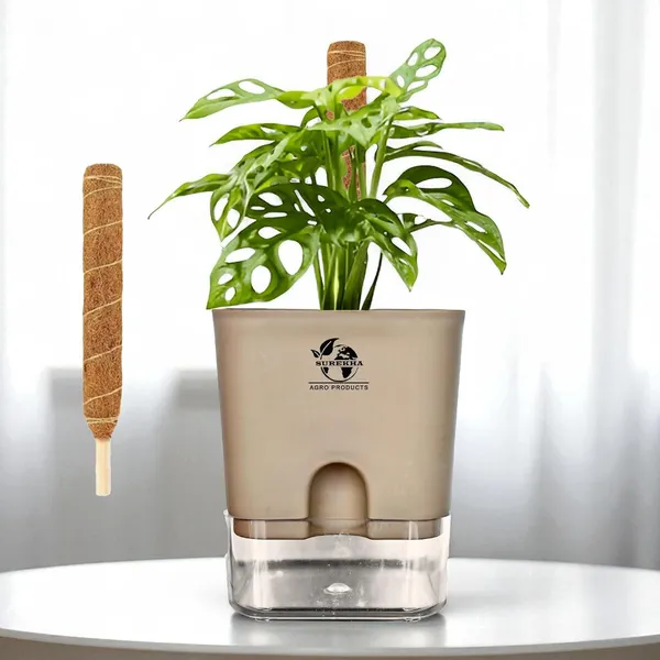 Philodendron_With_Self_Watering_Pot_And_Moss_Stick