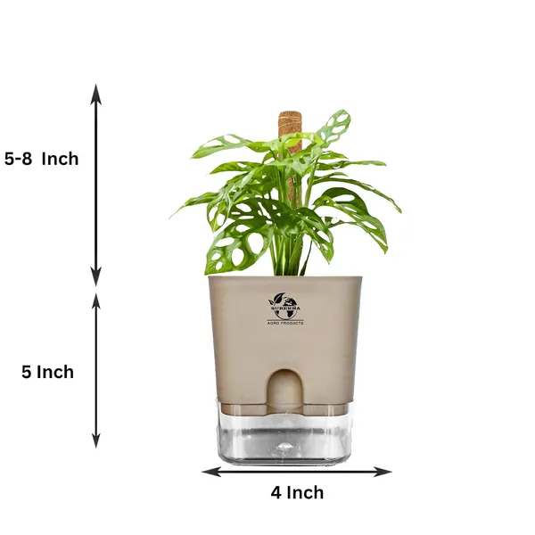 Philodendron_With_Self_Watering_Pot_And_Moss_Stick