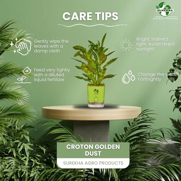 Croton_Live_Plant_With_Self_Watering_Pot