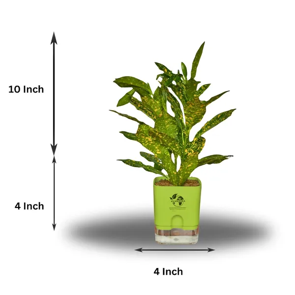 Croton_Live_Plant_With_Self_Watering_Pot