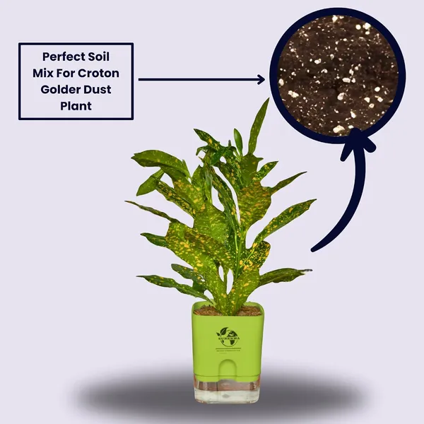 Croton_Live_Plant_With_Self_Watering_Pot