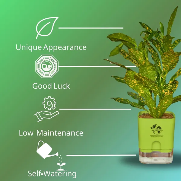 Croton_Live_Plant_With_Self_Watering_Pot