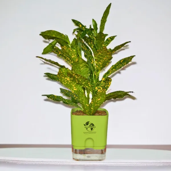 Croton_Live_Plant_With_Self_Watering_Pot