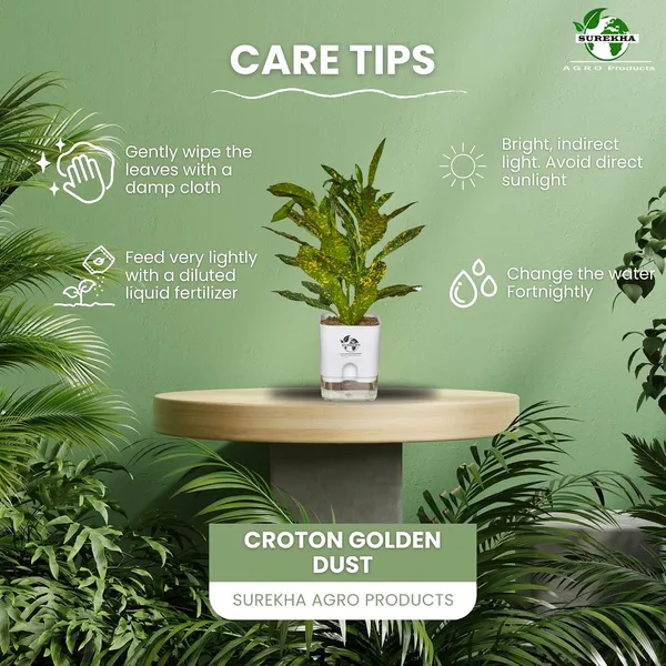 Croton_Plant_In_Self_Watering_Pot