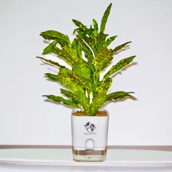 Croton_Plant_In_Self_Watering_Pot