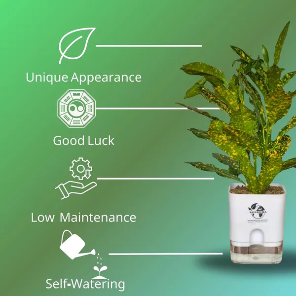 Croton_Plant_In_Self_Watering_Pot