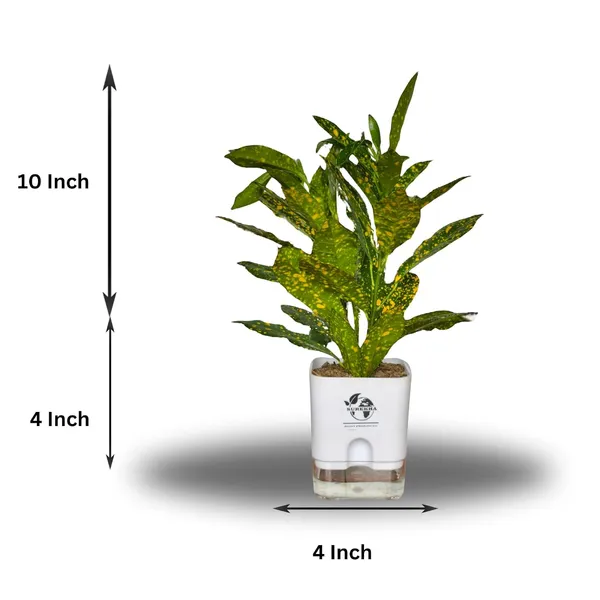 Croton_Plant_In_Self_Watering_Pot