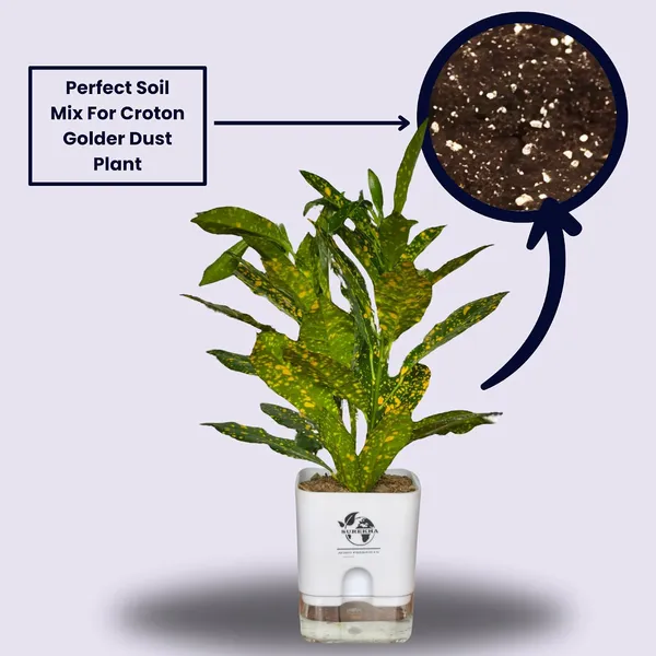 Croton_Plant_In_Self_Watering_Pot