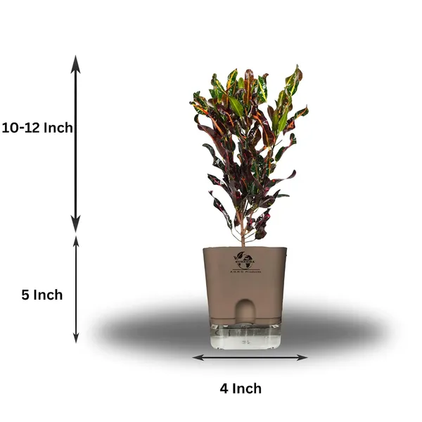 Codiaeum_Indoor_Plant_In_Self_Watering_Pot
