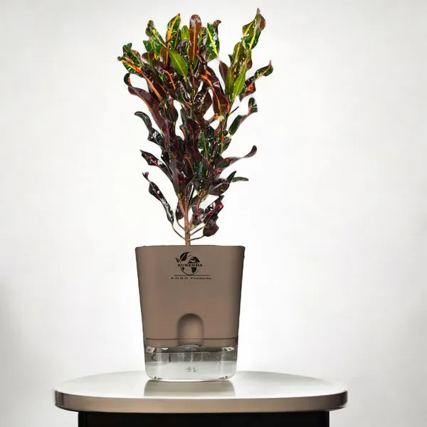 Codiaeum_Indoor_Plant_In_Self_Watering_Pot
