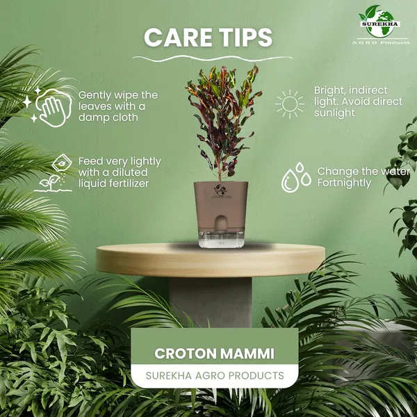 Codiaeum_Indoor_Plant_In_Self_Watering_Pot