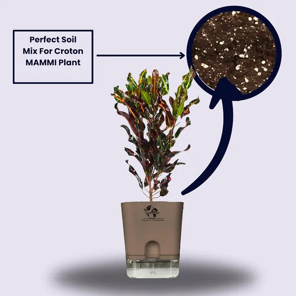 Codiaeum_Indoor_Plant_In_Self_Watering_Pot