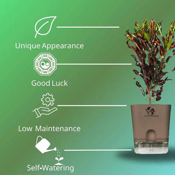 Codiaeum_Indoor_Plant_In_Self_Watering_Pot