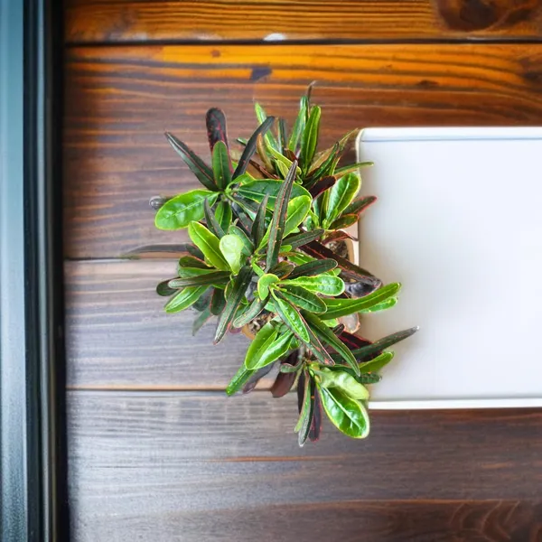 Codiaeum_Indoor_Plant_In_Self_Watering_Pot
