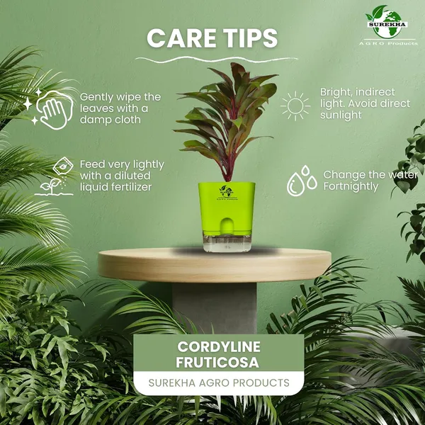 Cordyline_Fruticosa_Plant_With_Self_Watering_Pot