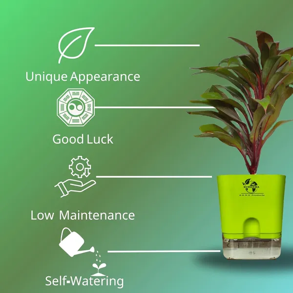 Cordyline_Fruticosa_Plant_With_Self_Watering_Pot
