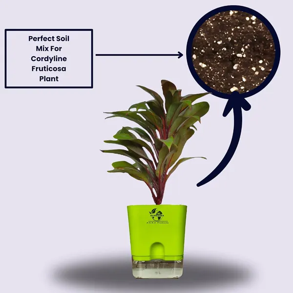 Cordyline_Fruticosa_Plant_With_Self_Watering_Pot