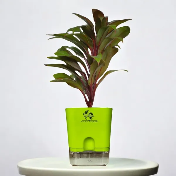 Cordyline_Fruticosa_Plant_With_Self_Watering_Pot