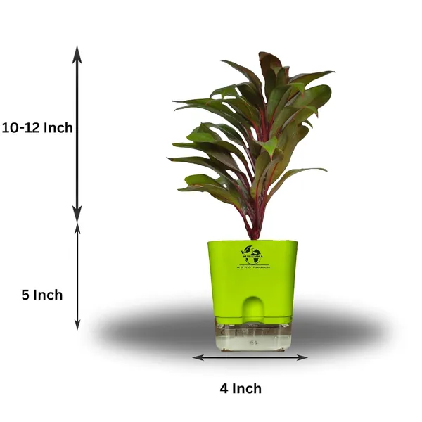 Cordyline_Fruticosa_Plant_With_Self_Watering_Pot