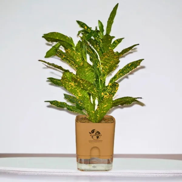 Croton_Live_Plant_In_Self_Watering_Pot