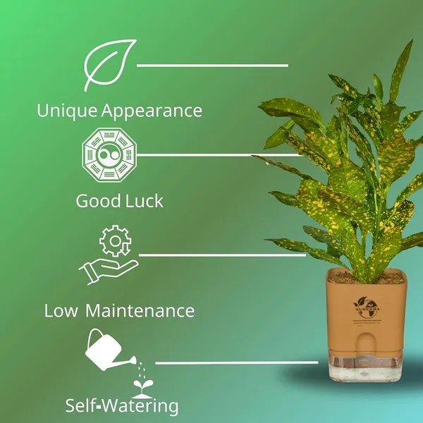 Croton_Live_Plant_In_Self_Watering_Pot