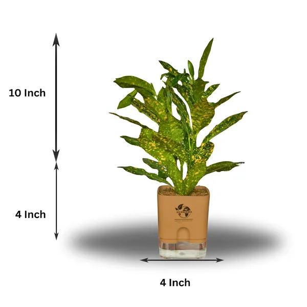 Croton_Live_Plant_In_Self_Watering_Pot