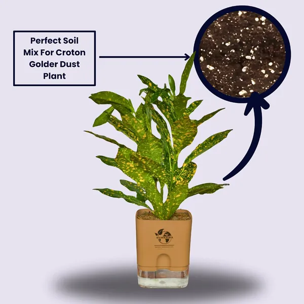 Croton_Live_Plant_In_Self_Watering_Pot