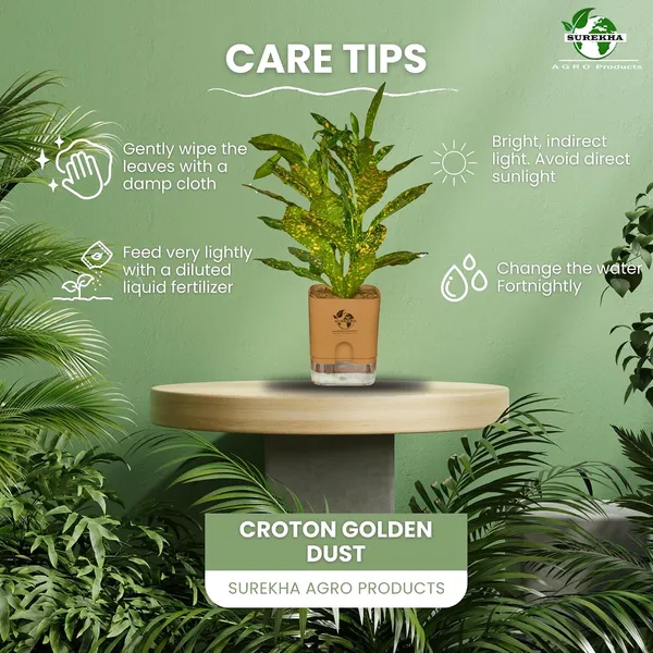 Croton_Live_Plant_In_Self_Watering_Pot