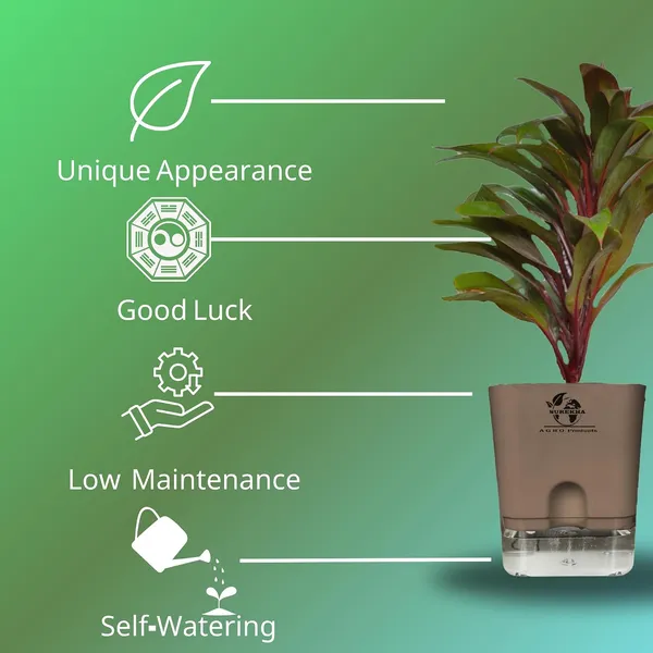 Cordyline_Fruticosa_Plant_With_Self_Watering_Pot