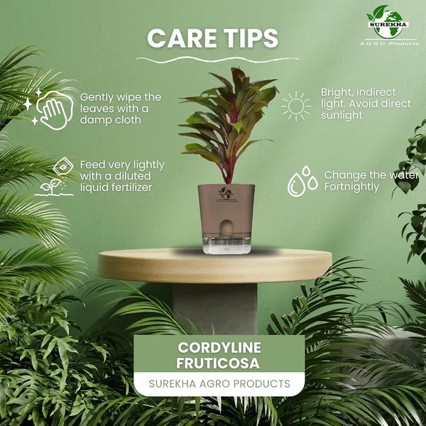 Cordyline_Fruticosa_Plant_With_Self_Watering_Pot