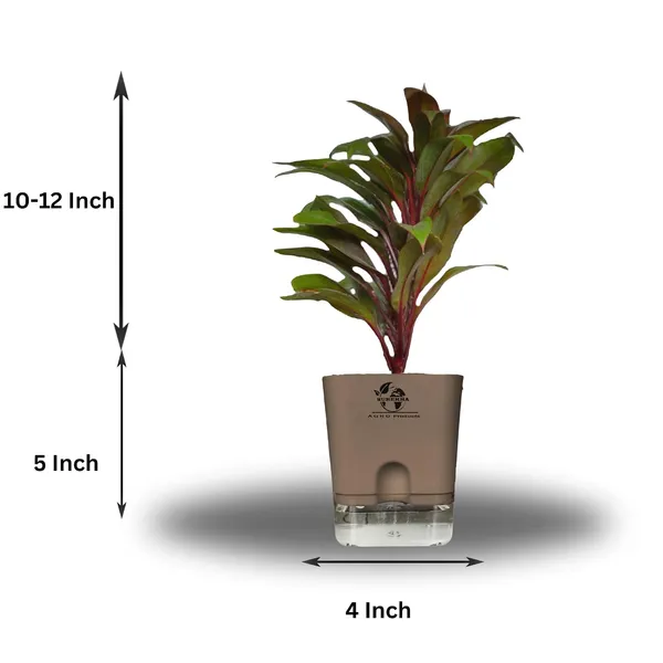 Cordyline_Fruticosa_Plant_With_Self_Watering_Pot