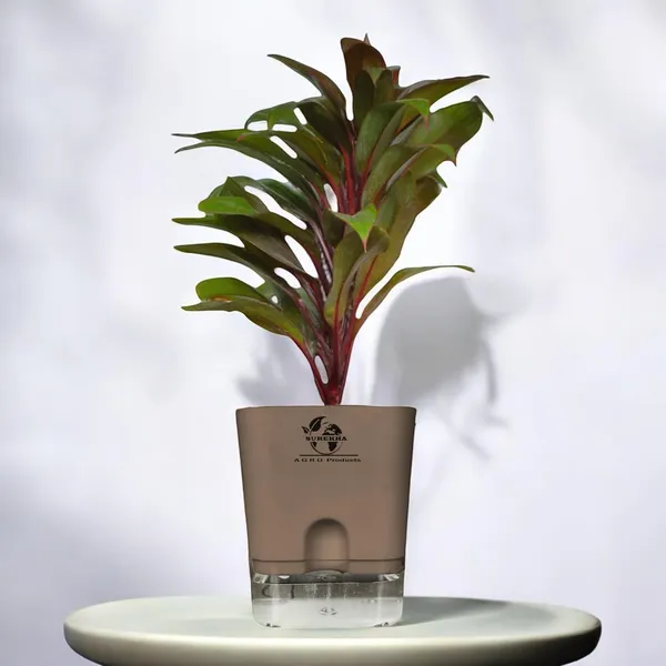 Cordyline_Fruticosa_Plant_With_Self_Watering_Pot