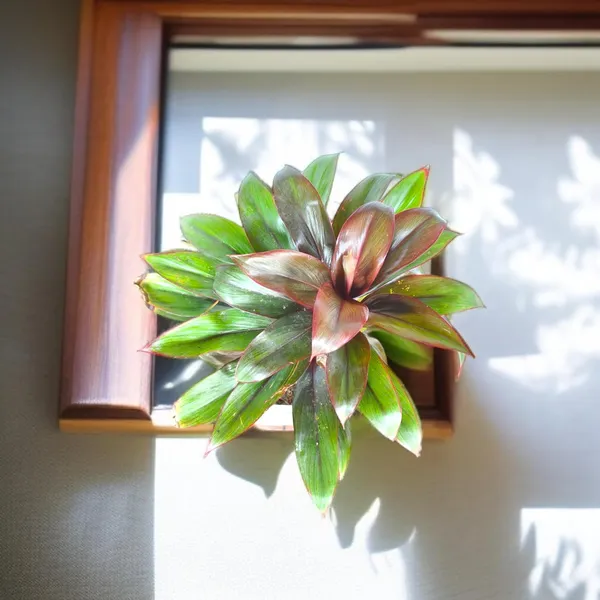 Cordyline_Fruticosa_Plant_With_Self_Watering_Pot
