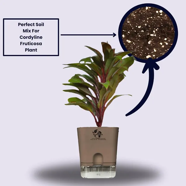 Cordyline_Fruticosa_Plant_With_Self_Watering_Pot