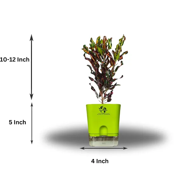 Codiaeum_Indoor_Plant_In_Self_Watering_Pot