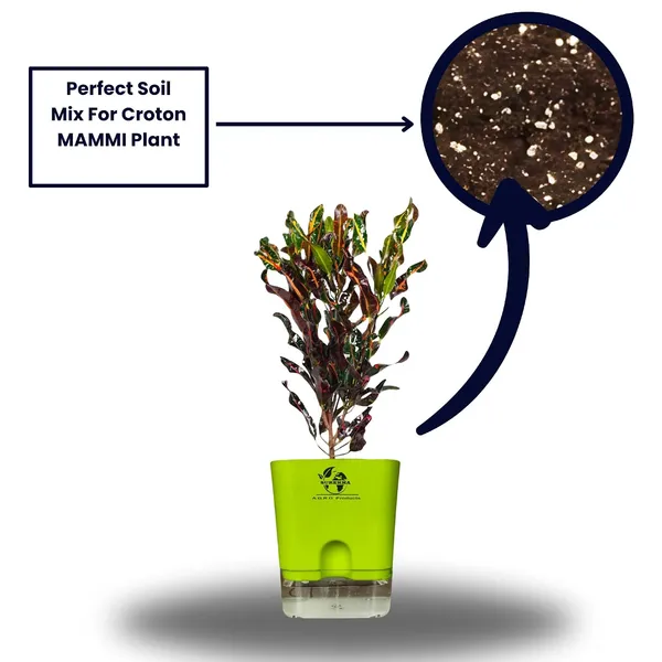 Codiaeum_Indoor_Plant_In_Self_Watering_Pot