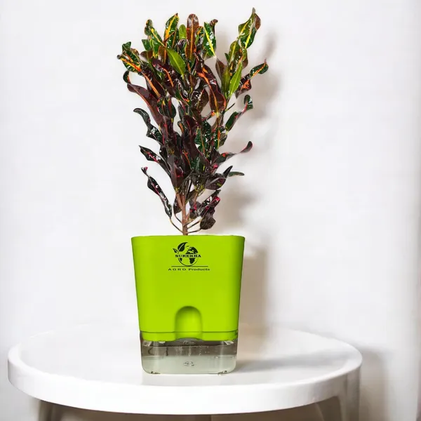 Codiaeum_Indoor_Plant_In_Self_Watering_Pot