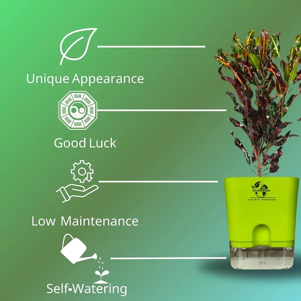 Codiaeum_Indoor_Plant_In_Self_Watering_Pot