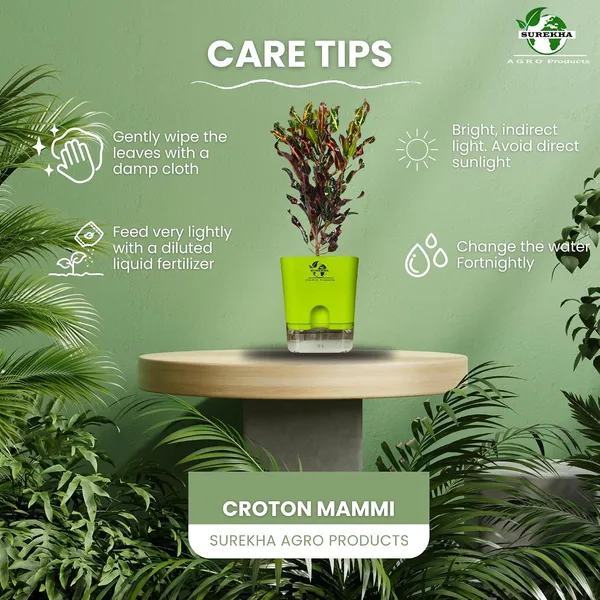 Codiaeum_Indoor_Plant_In_Self_Watering_Pot