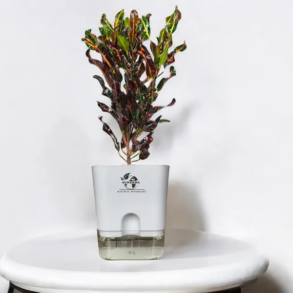 Croton_Plant_With_Self_Watering_Pot