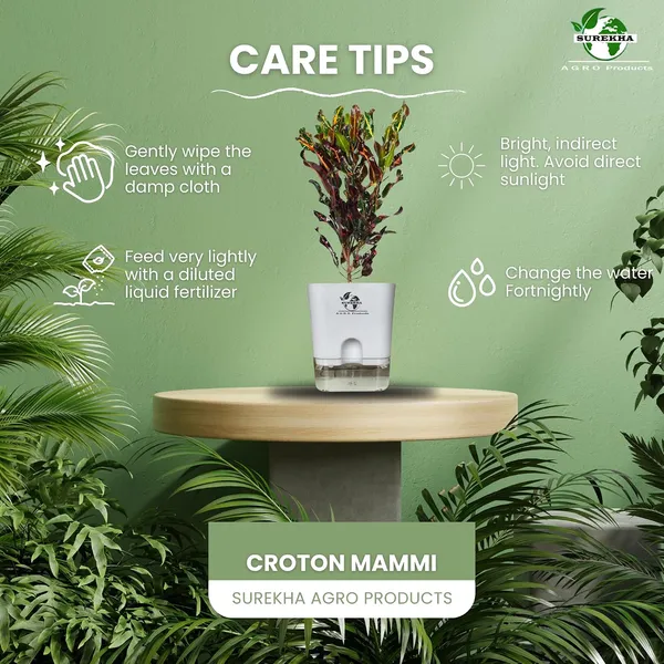 Croton_Plant_With_Self_Watering_Pot