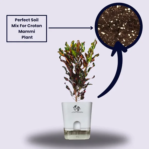 Croton_Plant_With_Self_Watering_Pot