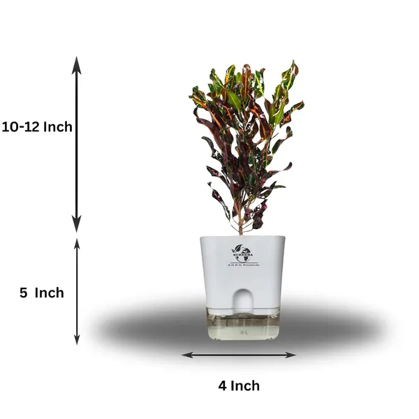 Croton_Plant_With_Self_Watering_Pot