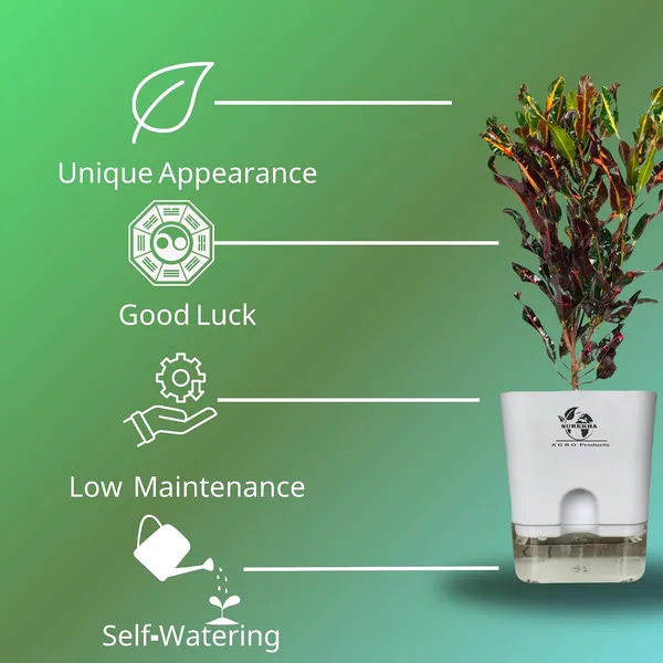 Croton_Plant_With_Self_Watering_Pot