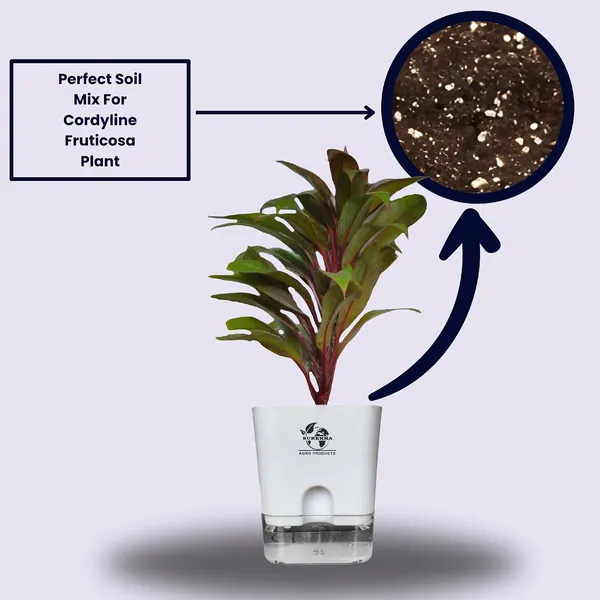 Cordyline_Fruticosa_Plant_With_Self_Watering_Pot