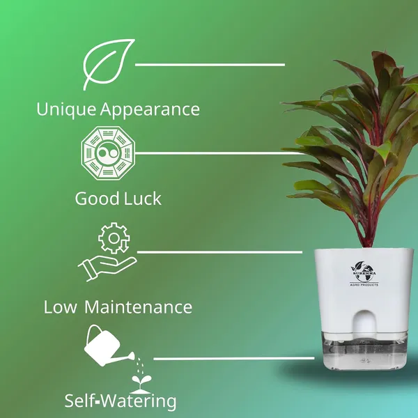 Cordyline_Fruticosa_Plant_With_Self_Watering_Pot