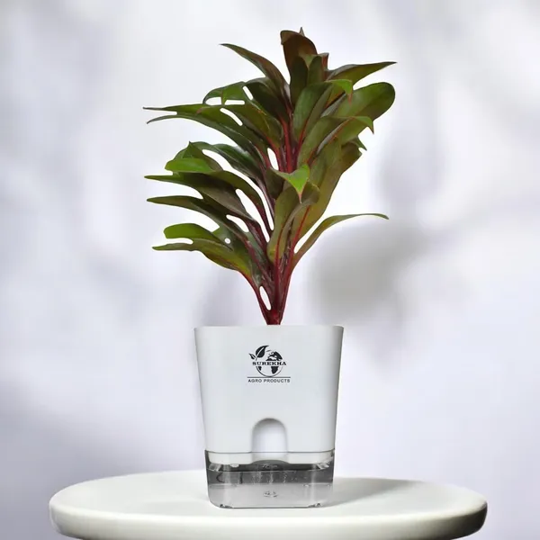 Cordyline_Fruticosa_Plant_With_Self_Watering_Pot
