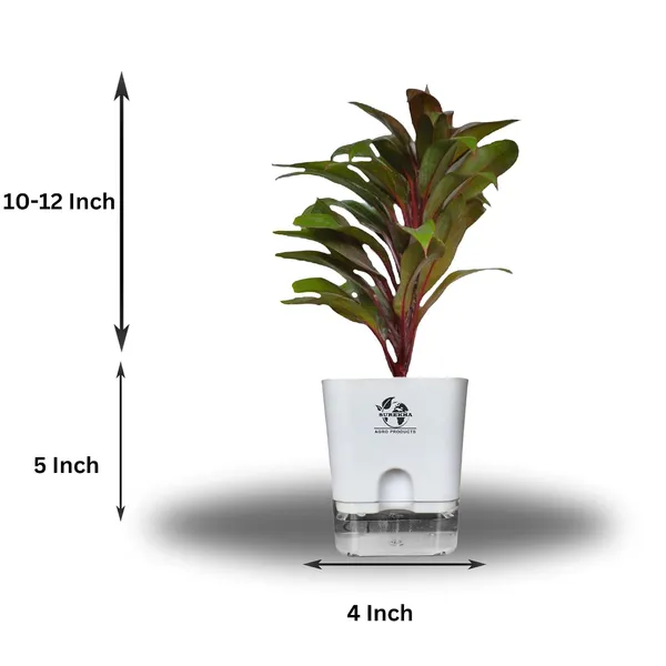 Cordyline_Fruticosa_Plant_With_Self_Watering_Pot