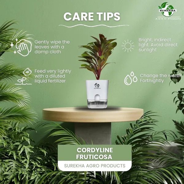 Cordyline_Fruticosa_Plant_With_Self_Watering_Pot