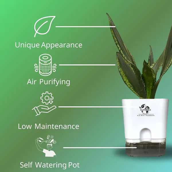 Snake_Plant(Sansevieria_Whitney)_With_Self_Watering_Pot